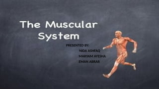 Presentation1.pptxanatomy the muscular system explianed | PPTX