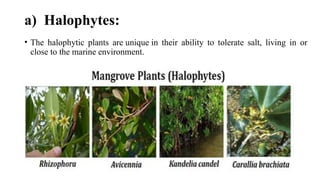 Halophytes Examples Presentation1.pptx osmoregulation in plants | PPTX