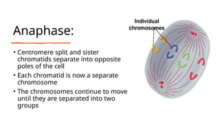 Anaphase:
• Centromere split and sister
chromatids separate into opposite
poles of the cell
• Each chromatid is now a separate
chromosome
• The chromosomes continue to move
until they are separated into two
groups
 