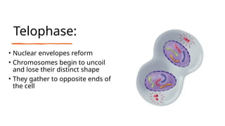 Telophase:
• Nuclear envelopes reform
• Chromosomes begin to uncoil
and lose their distinct shape
• They gather to opposite ends of
the cell
 