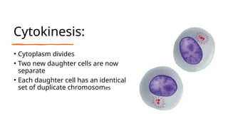 Cytokinesis:
• Cytoplasm divides
• Two new daughter cells are now
separate
• Each daughter cell has an identical
set of duplicate chromosomes
 