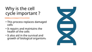 Why is the cell
cycle important ?
• This process replaces damaged
cells
• It repairs and maintains the
health of the cells
• It also aid in the survival and
growth of biological organisms
 