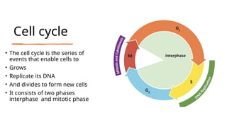 Cell cycle
• The cell cycle is the series of
events that enable cells to
• Grows
• Replicate its DNA
• And divides to form new cells
• It consists of two phases
interphase and mitotic phase
 