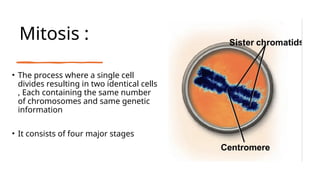 Mitosis :
• The process where a single cell
divides resulting in two identical cells
, Each containing the same number
of chromosomes and same genetic
information
• It consists of four major stages
 