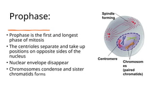 Prophase:
• Prophase is the first and longest
phase of mitosis
• The centrioles separate and take up
positions on opposite sides of the
nucleus
• Nuclear envelope disappear
• Chromosomes condense and sister
chromatids forms
 