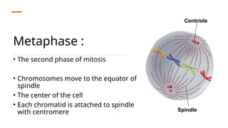 Metaphase :
• The second phase of mitosis
• Chromosomes move to the equator of
spindle
• The center of the cell
• Each chromatid is attached to spindle
with centromere
 