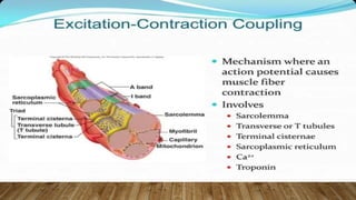 Shell Contraction Skeletal Muscle Contraction intro, charecteristics, | PPTX