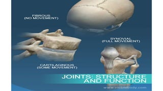 Comprehensive Overview of Joint Types and Arthrology in Human Anatomy | PDF