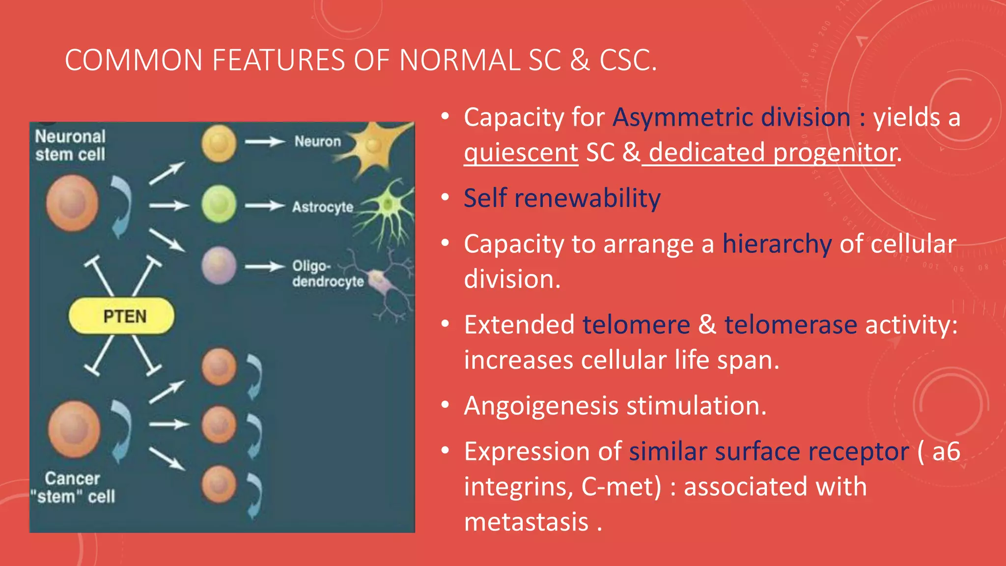 COMMON FEATURES OF NORMAL SC & CSC.
• Capacity for Asymmetric division : yields a
quiescent SC & dedicated progenitor.
• Self renewability
• Capacity to arrange a hierarchy of cellular
division.
• Extended telomere & telomerase activity:
increases cellular life span.
• Angoigenesis stimulation.
• Expression of similar surface receptor ( a6
integrins, C-met) : associated with
metastasis .
 