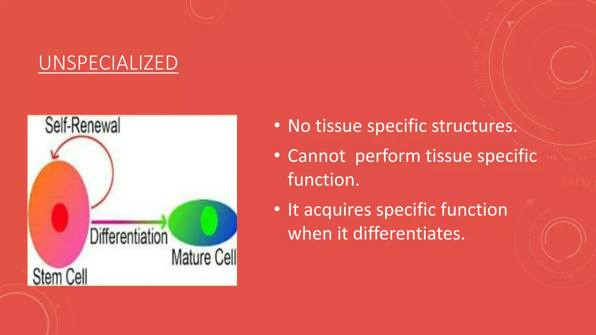 UNSPECIALIZED
• No tissue specific structures.
• Cannot perform tissue specific
function.
• It acquires specific function
when it differentiates.
 