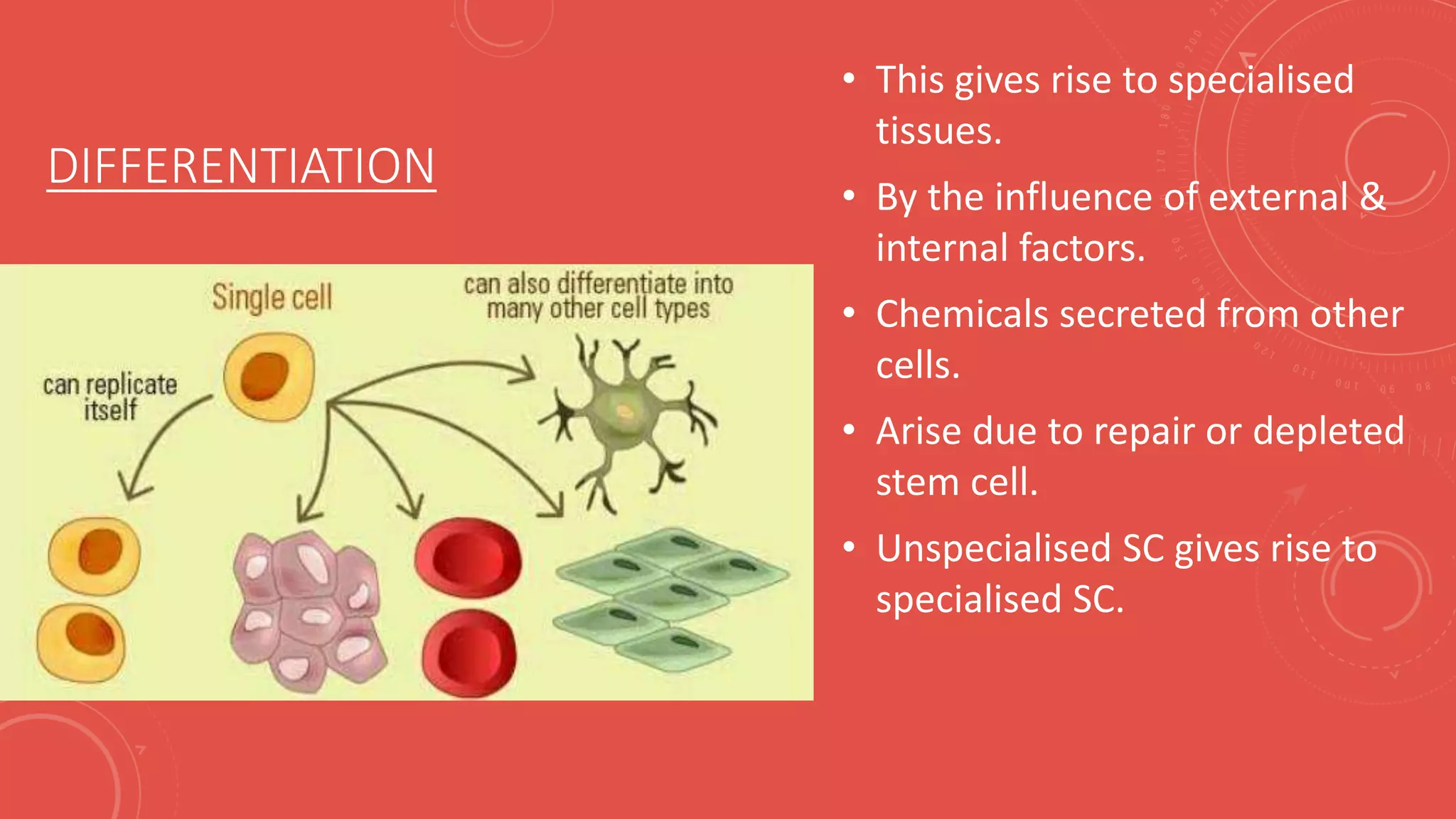 DIFFERENTIATION
• This gives rise to specialised
tissues.
• By the influence of external &
internal factors.
• Chemicals secreted from other
cells.
• Arise due to repair or depleted
stem cell.
• Unspecialised SC gives rise to
specialised SC.
 