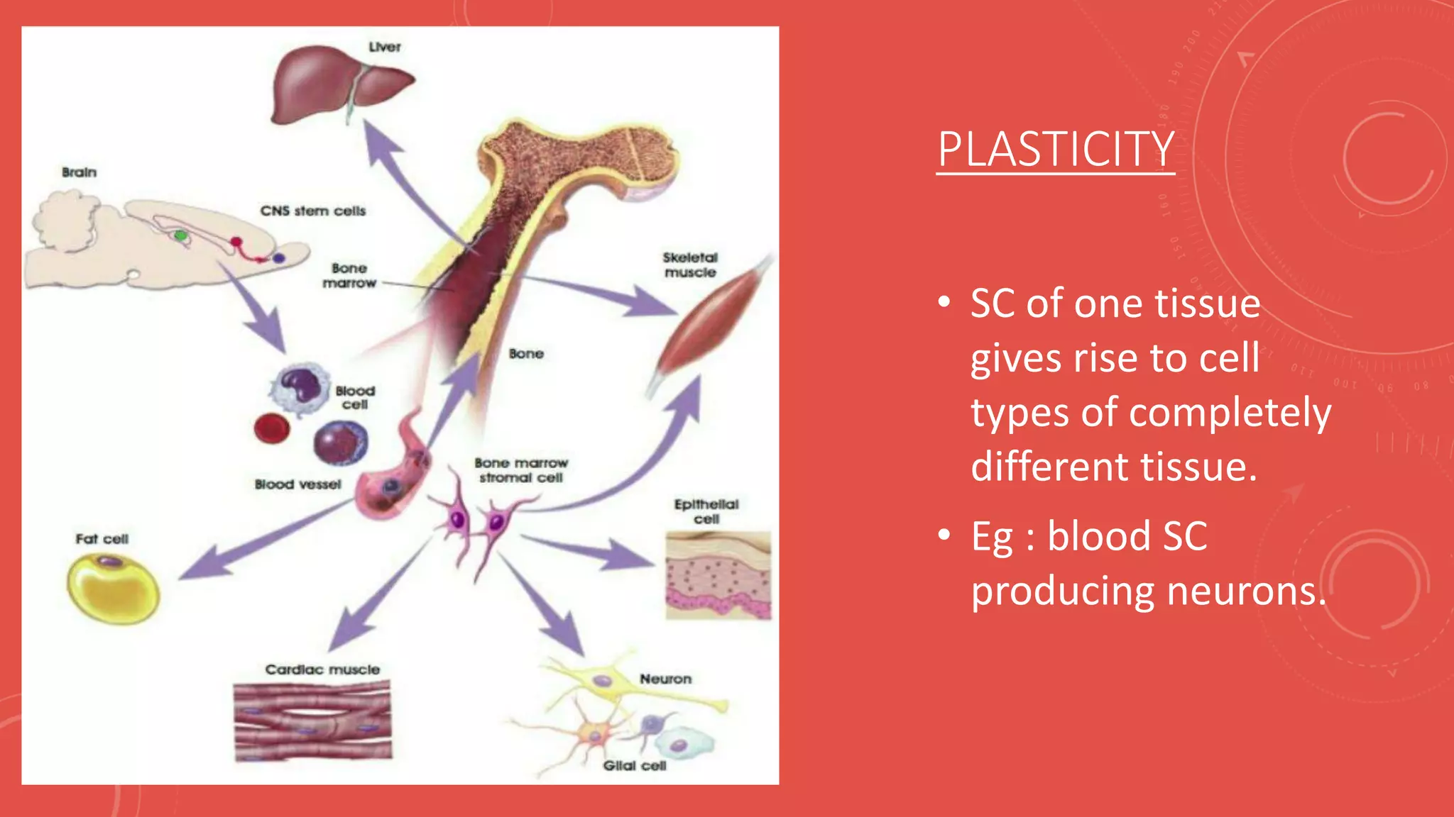 PLASTICITY
• SC of one tissue
gives rise to cell
types of completely
different tissue.
• Eg : blood SC
producing neurons.
 