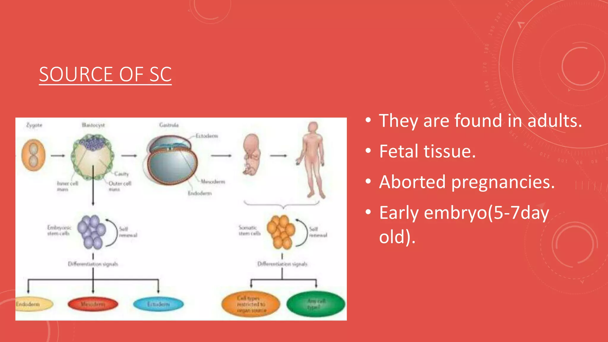 SOURCE OF SC
• They are found in adults.
• Fetal tissue.
• Aborted pregnancies.
• Early embryo(5-7day
old).
 