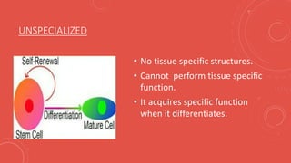 correlation between stem cells and cancer cells | PPTX