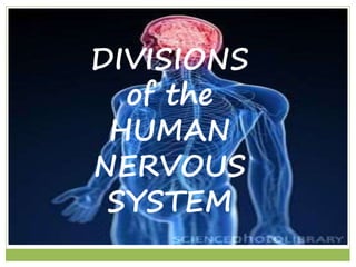 DIVISIONS 
of the 
HUMAN 
NERVOUS 
SYSTEM 
 