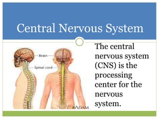 Divisions of the Human Nervous System | PPTX