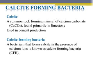 Calcite forming bacteria and production of biocement | PPTX