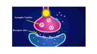 Receptor sites
Synaptic Vesicles
 