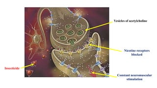 Vesicles of acetylcholine
Insecticide
Nicotine receptors
blocked
Constant neuromuscular
stimulation
 
