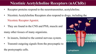 • Receptor proteins respond to the neurotransmitter, acetylcholine.
• Nicotinic Acetylcholine Receptors also respond to drugs, including the
Nicotinic Receptor Agonist.
• They are found in the CNS and PNS, muscle and
many other tissues of many organisms.
• In insects, limited to the central nervous system.
• Transmit outgoing signals from the presynaptic to
the postsynaptic cells.
Nicotinic Acetylcholine Receptors (nAChRs)
Agonist
nAChR
 