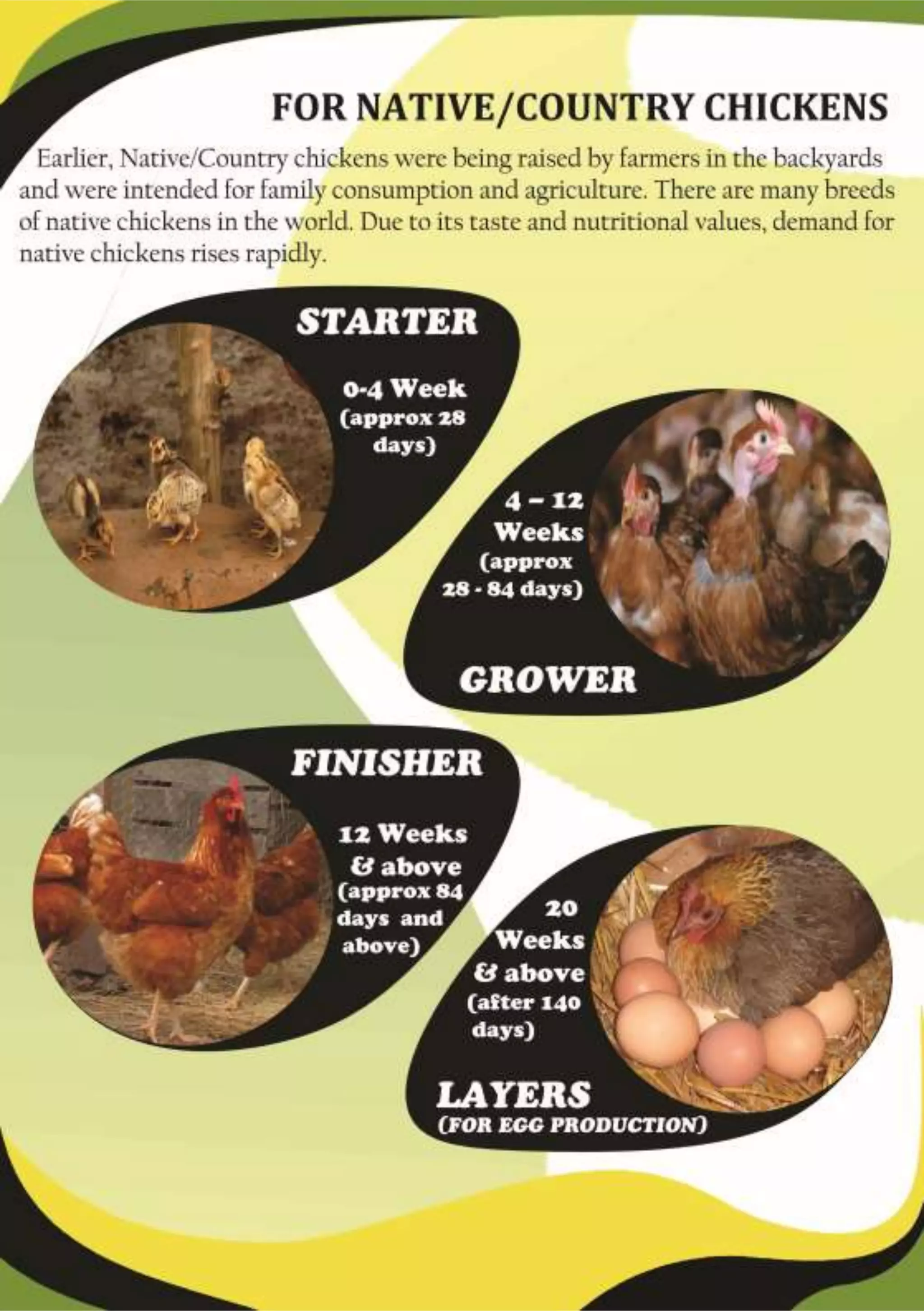 Poultry Feeds PDF poultry-feeds-pdf