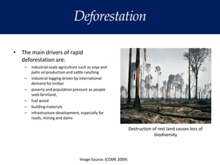 Deforestation
• The main drivers of rapid
deforestation are:
– industrial-scale agriculture such as soya and
palm oil production and cattle ranching
– industrial logging driven by international
demand for timber
– poverty and population pressure as people
seek farmland,
– fuel wood
– building materials
– infrastructure development, especially for
roads, mining and dams
Destruction of rest land causes loss of
biodiversity
Image Source: (CCMP, 2009)
 