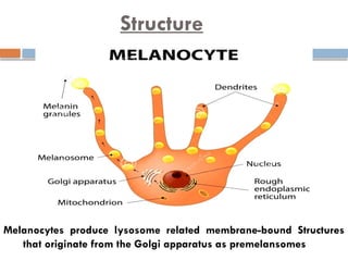 Structure and function of melanocytes.pptx