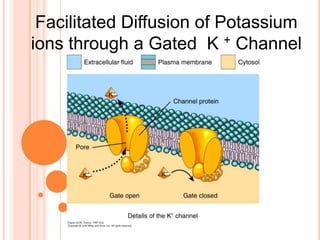 Facilitated Diffusion of Potassium
ions through a Gated K + Channel
 