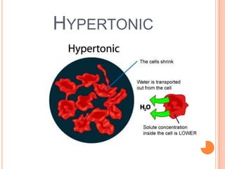 HYPERTONIC
 