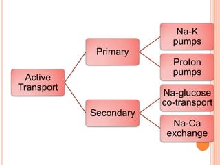 Na-K
                          pumps
             Primary
                          Proton
                          pumps
  Active
Transport
                        Na-glucose
                        co-transport
            Secondary
                          Na-Ca
                         exchange
 