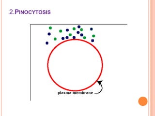 2.PINOCYTOSIS
 