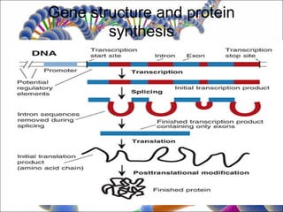 Gene structure and protein
        synthesis
 