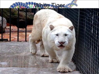 White Tiger
 