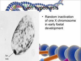 Lyon hypothesis
        • Random inactivation
          of one X chromosome
          in early foetal
          development
 