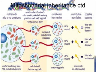 Mitochondrial inheritance ctd
 