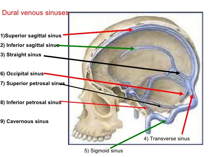 Presentation1.ppt on menengies finalised