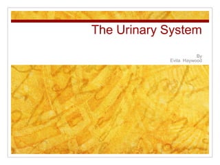 The Urinary System
                       By
            Evita Haywood
 