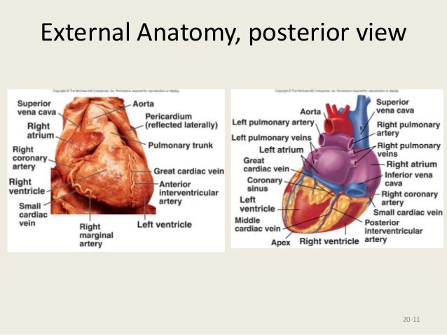 ppt of anatomy of heart & ML imp