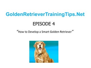 GoldenRetrieverTrainingTips.Net EPISODE 4“How to Develop a Smart Golden Retriever” 