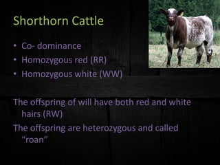 Shorthorn Cattle
• Co- dominance
• Homozygous red (RR)
• Homozygous white (WW)
The offspring of will have both red and white
hairs (RW)
The offspring are heterozygous and called
“roan”
 