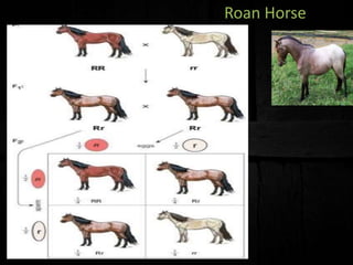 Roan Horse
 