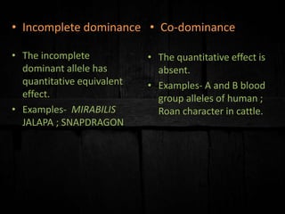 • The incomplete
dominant allele has
quantitative equivalent
effect.
• Examples- MIRABILIS
JALAPA ; SNAPDRAGON
• Incomplete dominance
• The quantitative effect is
absent.
• Examples- A and B blood
group alleles of human ;
Roan character in cattle.
• Co-dominance
 