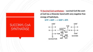 SUCCINYLCoA
SYNTHATASE
 