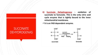 SUCCINATE
DEHYDROGENAS
 