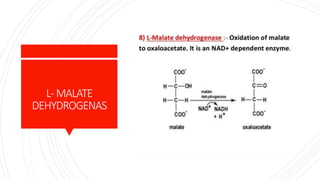 L-MALATE
DEHYDROGENAS
 