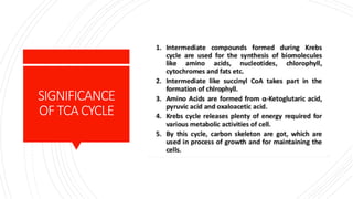 SIGNIFICANCE
OFTCACYCLE
 