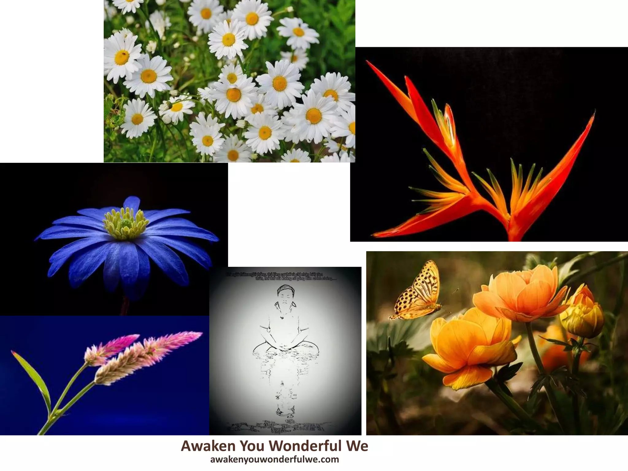 Awaken You Wonderful We
awakenyouwonderfulwe.com
 