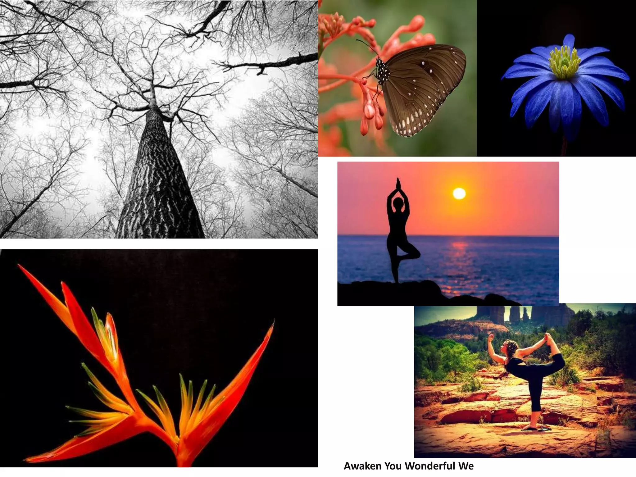 Awaken You Wonderful We
 