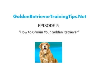 GoldenRetrieverTrainingTips.Net
             EPISODE 5
  “How to Groom Your Golden Retriever”
 