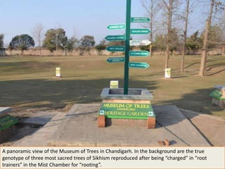 A panoramic view of the Museum of Trees in Chandigarh. In the background are the true
genotype of three most sacred trees of Sikhism reproduced after being “charged” in “root
trainers” in the Mist Chamber for “rooting”.
 